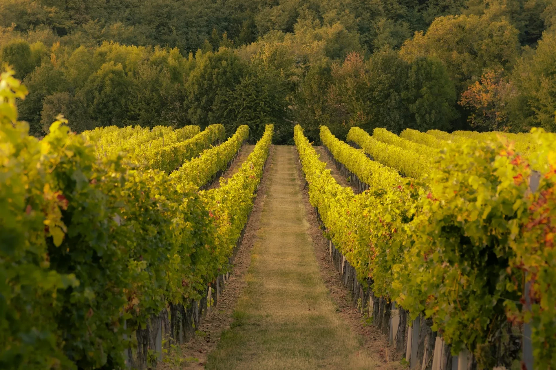 Vignoble avec rangées de vignes verdoyantes.